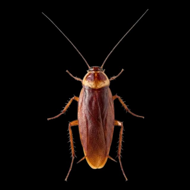 Cucaracha americana