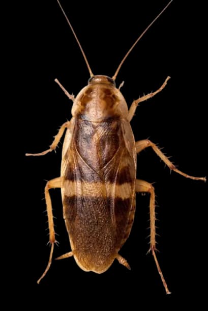 Cucaracha de banda café