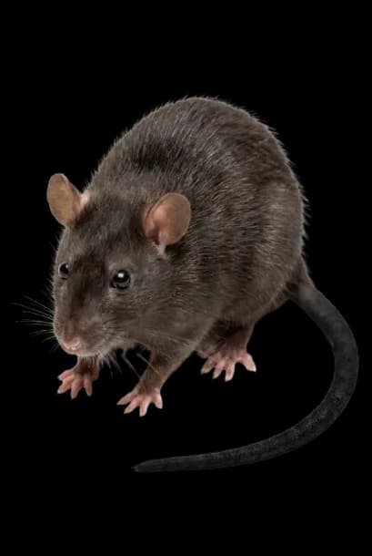 Rata negra o de tejado