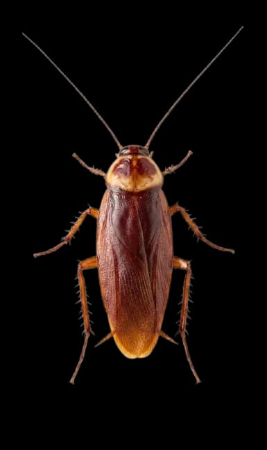 American Cockroach