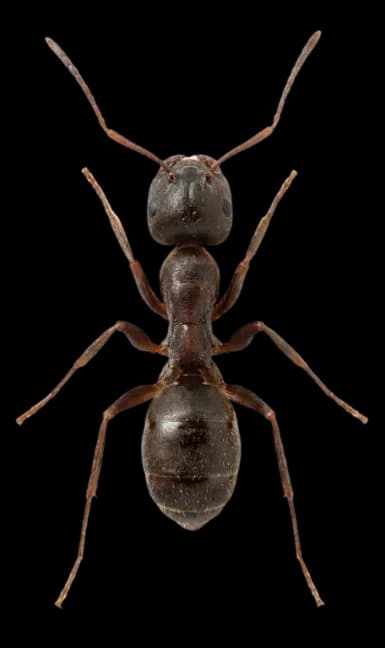 Hormiga doméstica