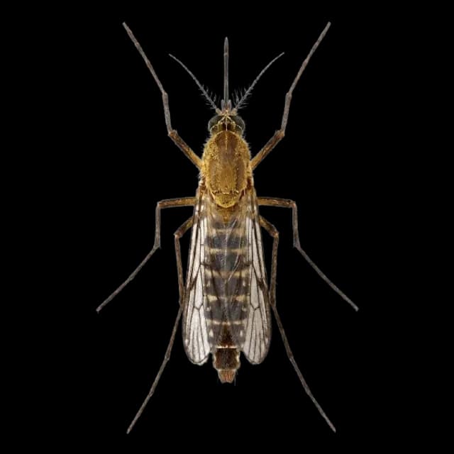 Culex quinquefasciatus