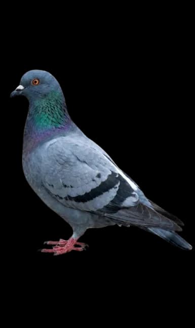 Paloma común urbana — control de palomas SEPPSA