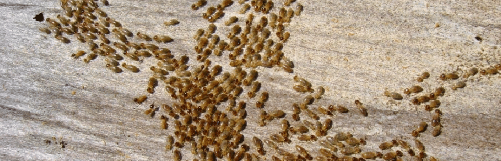 Realizamos control eficaz de termitas o comején
