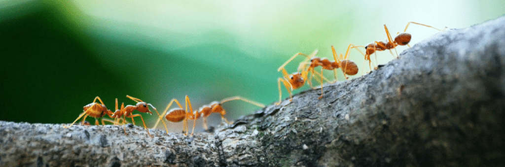 Realizamos un control eficaz de hormigas