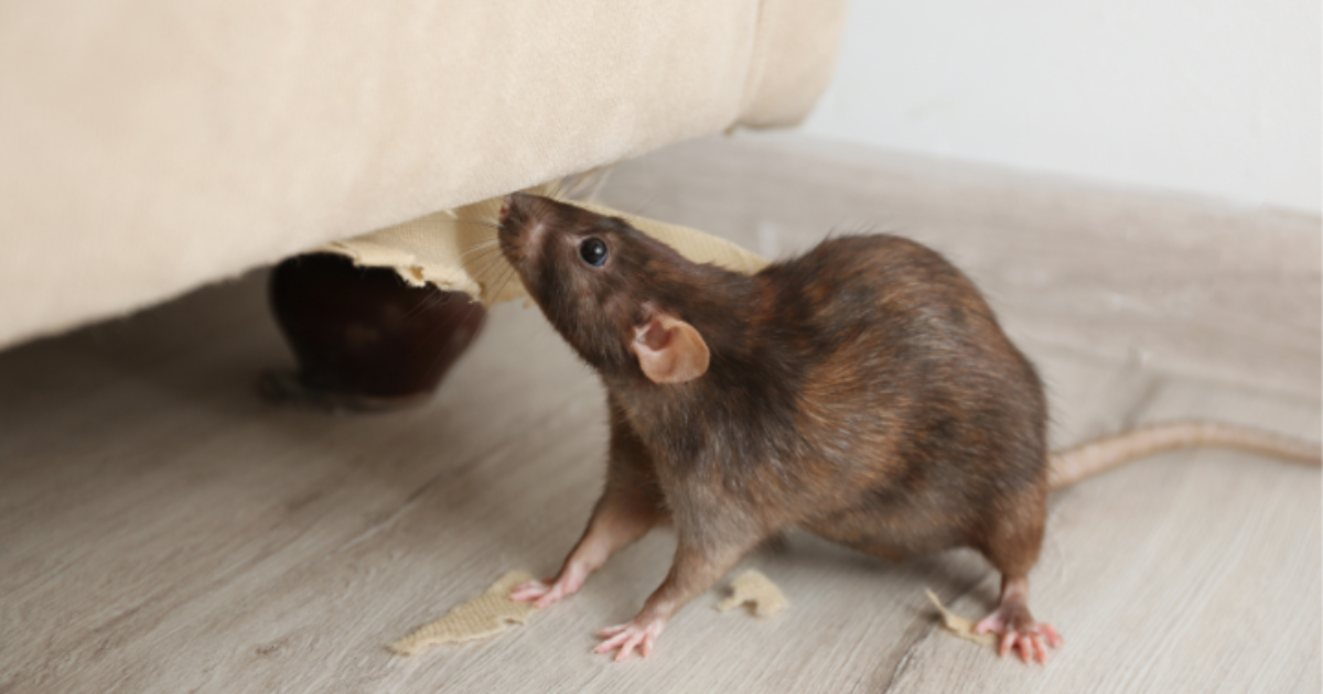 Hablemos sobre… ¡El control de roedores y plagas!