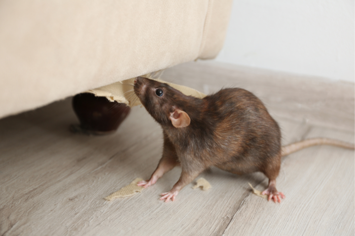 Control de roedores y plagas