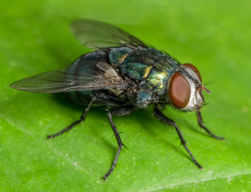 Fumigación de moscas: Elimina de una vez por todas este problema con Seppsa