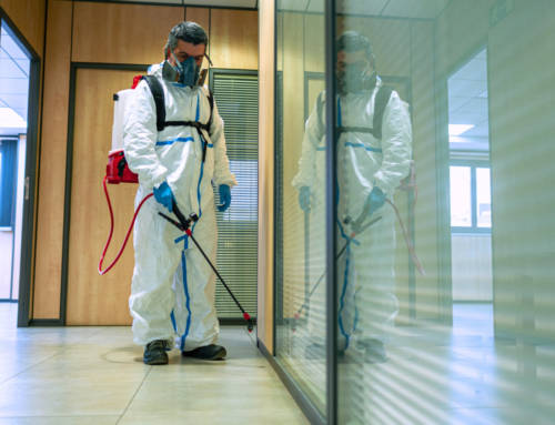 Servicio de fumigaciones y control de plagas: ¿Qué debes saber sobre este procedimiento?