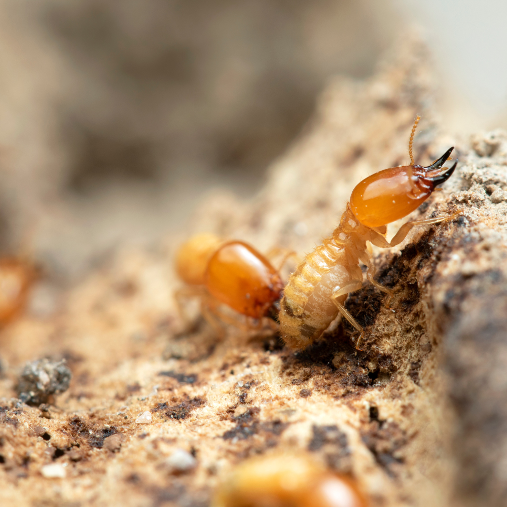 Qué son las termitas o comejen