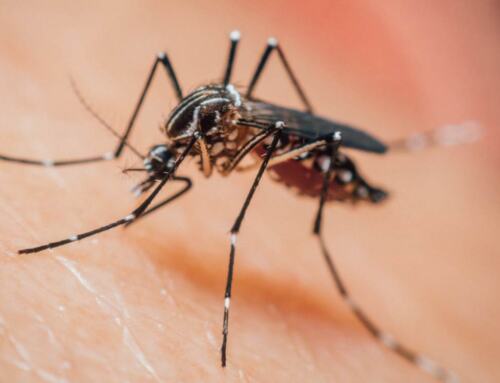 Cómo Evitar Moscas y Mosquitos en mi Restaurante