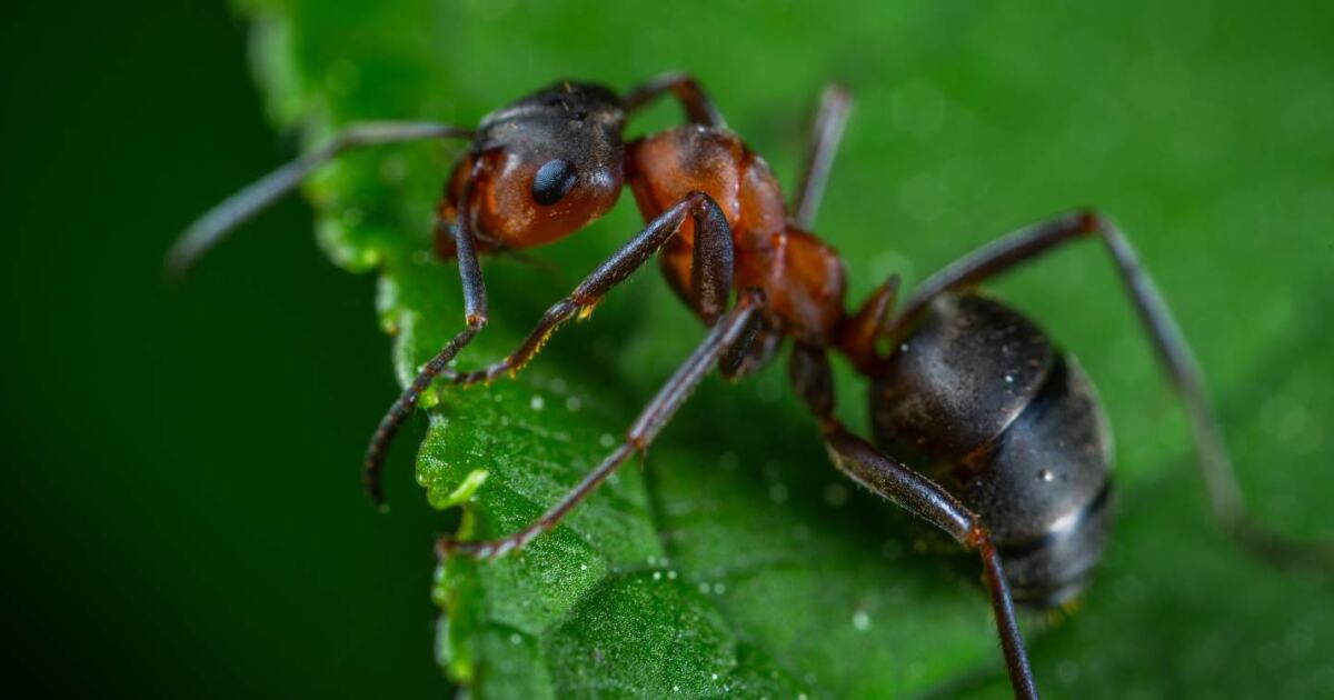 Soluciones para el Control y Eliminación de Hormigas