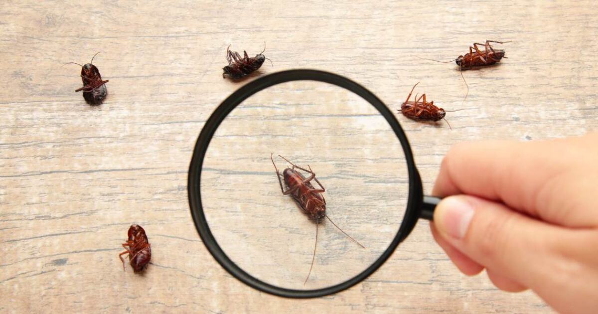 Guía para el Control de Cucarachas: Todo lo que Necesitas Saber