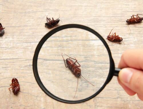 Guía para el Control de Cucarachas: Todo lo que Necesitas Saber